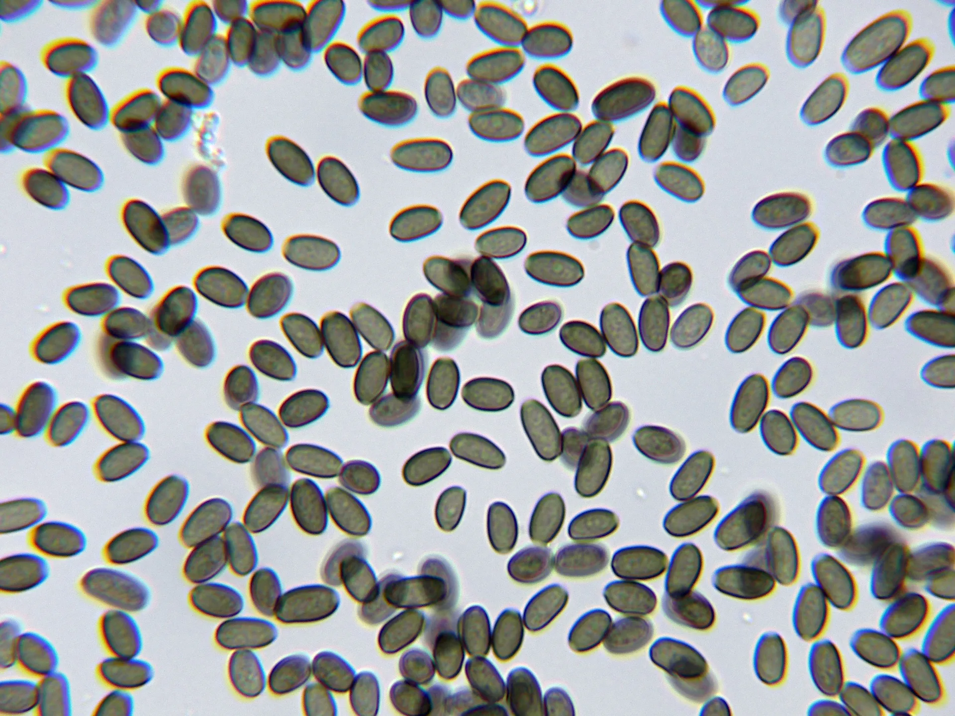 Microscopía de Psathyrella obtusata - 10 - Esporada KOH-002